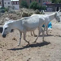 الاغ نر و ماده