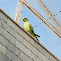 ۲ تا عروس هلندی ۲ تا طوطی ملنگو