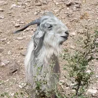 بزغاله شهر کردی اصل
