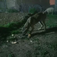 سگ سراب