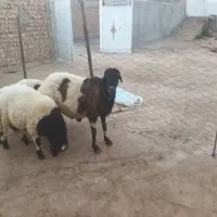بره و قوچ