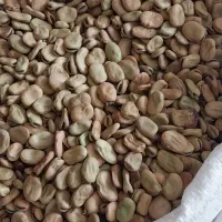 فروش باقالی به صورت عمده و خرده