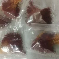 زعفران دسته