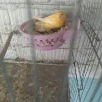 قناری نرو ماده