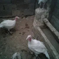بوقلمون بیوتی سالم
