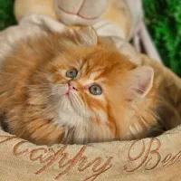 گربه های اصیل و زیبا