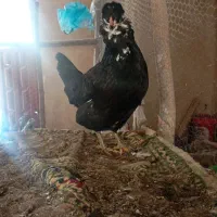 تخم مرغ گلین طوسی