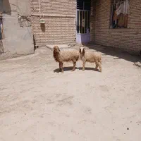گوسفندبابرهاش دوتانرویکی ماده