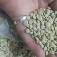 عدس مرتب