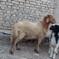 حمیدیه