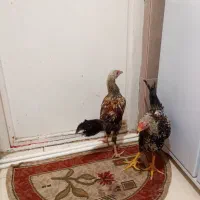 دو عدد خروس لاری سرحال