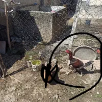 خروس لاری جوان