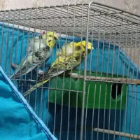 جفت مرغ عشق پروانه ای