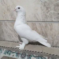 حندقی و دوتا پرشی