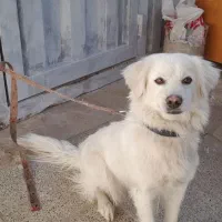 سگ نژاد اشپیز