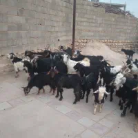 هشت جفت بز جوان با کهره