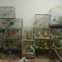 فروش تعدادی پرنده
