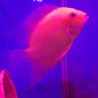 ماهی گلدن سورم