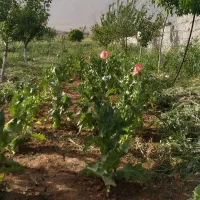 نگهبان