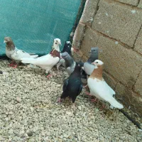 سینه سرور عتیقه