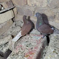 کبوتر پرشی به شرط