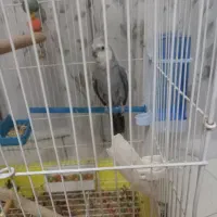 عروس‌هلندی‌با‌جوجه