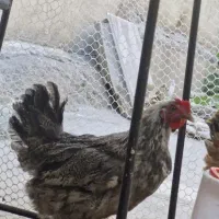 دوعددمرغ سرحال تخمگزار