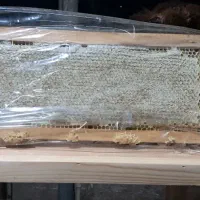 عسل بهار نارنج