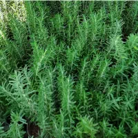 فروش رزماری تازه