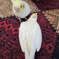 عروس هلندی