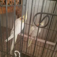 عروس هلندی با تخم