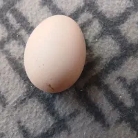 تخم مرغ لاری