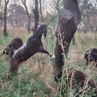 بز پاکستانی دوقلو را به شکم کلا زایمان کرده