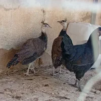 طاووس مسری