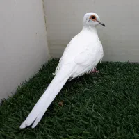 پرنده، الماسی چینی