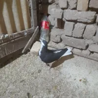 کبوتر|پرنده|اسفرورین, |دیوار