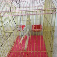 عروس هلندی