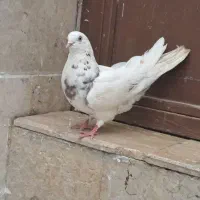 کبوتر