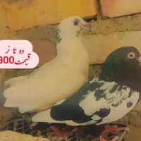 کفتر پرشی