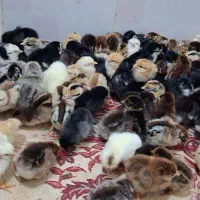 جوجه محلی نژاد دار ب شرط