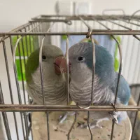 پرنده