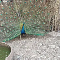 جوجه طاووس