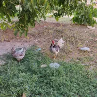 فروش چهارعددخروس گلین