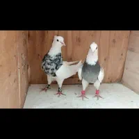 پشتار سیاه پرشی فروشی. تعدای طوقی جفتی فروشی