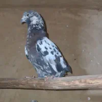 کفتر|پرنده|رباط‌کریم, نصیرشهر|دیوار