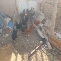 مرغ تخم گذار جوان کاکلی