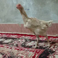 مرغ لاری