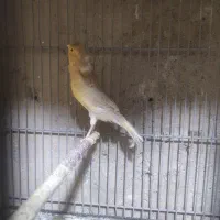 قناری ماده سهره ای آبدانان