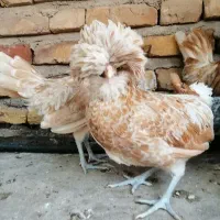 مرغ خروس پولند