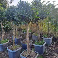 مورت پیوندی یاس تک کله پیوندی یاس گلدان ۶۰